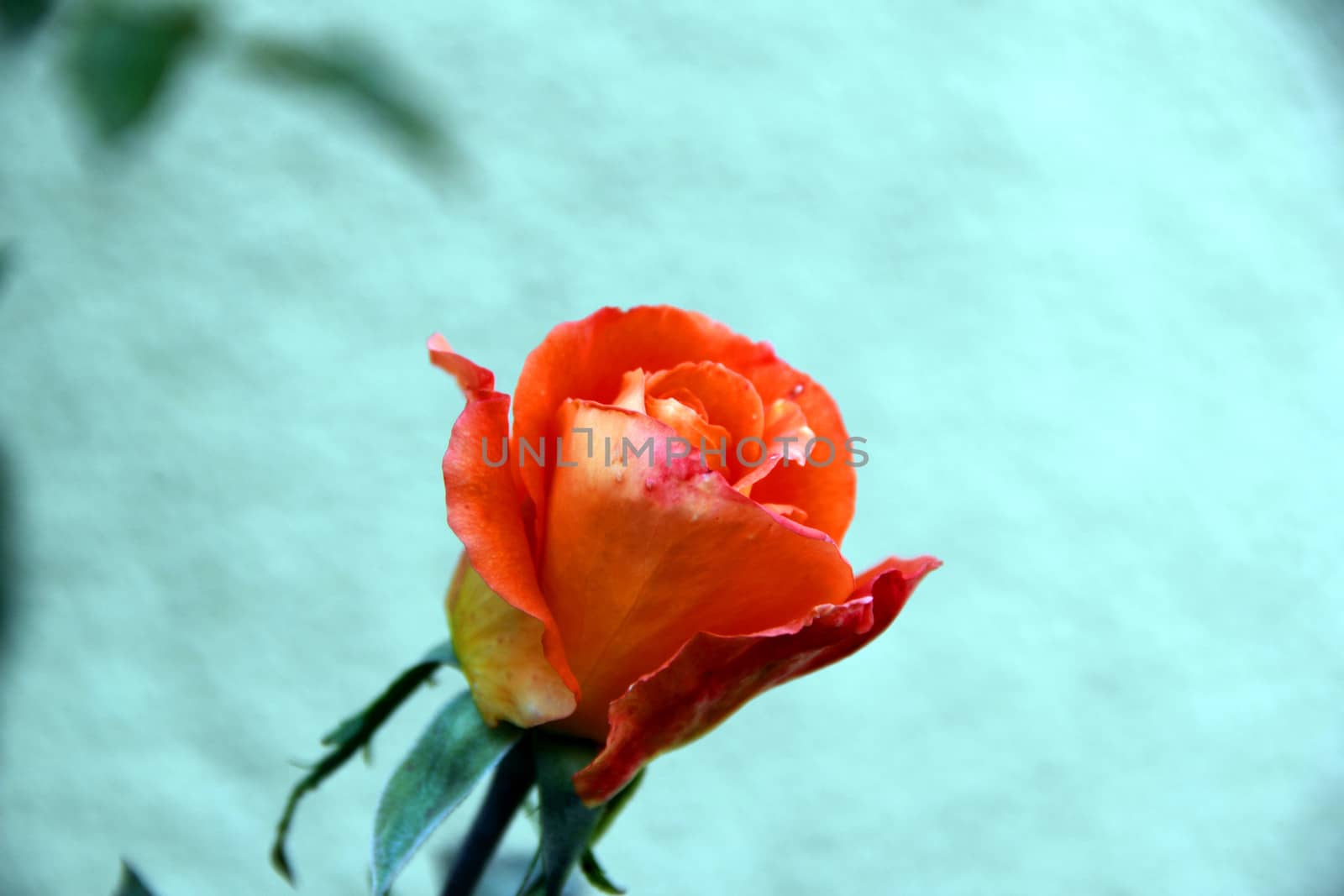 orange rose on blue background
