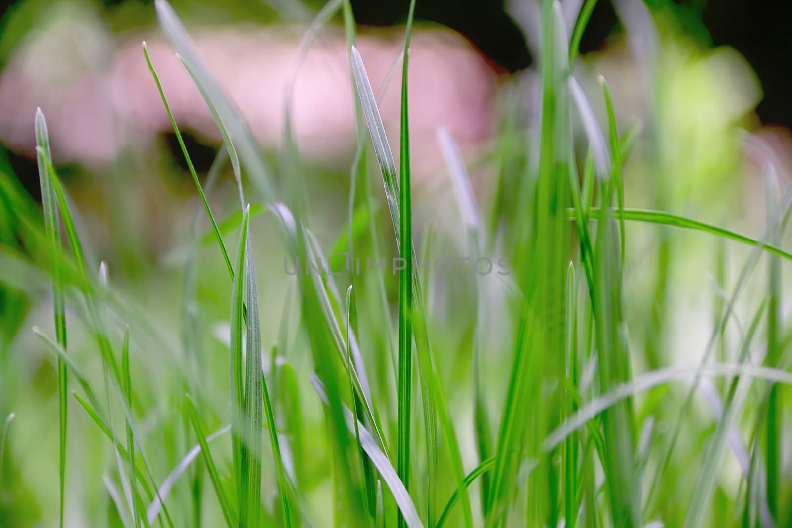 Summer picture of green saturate grass texture