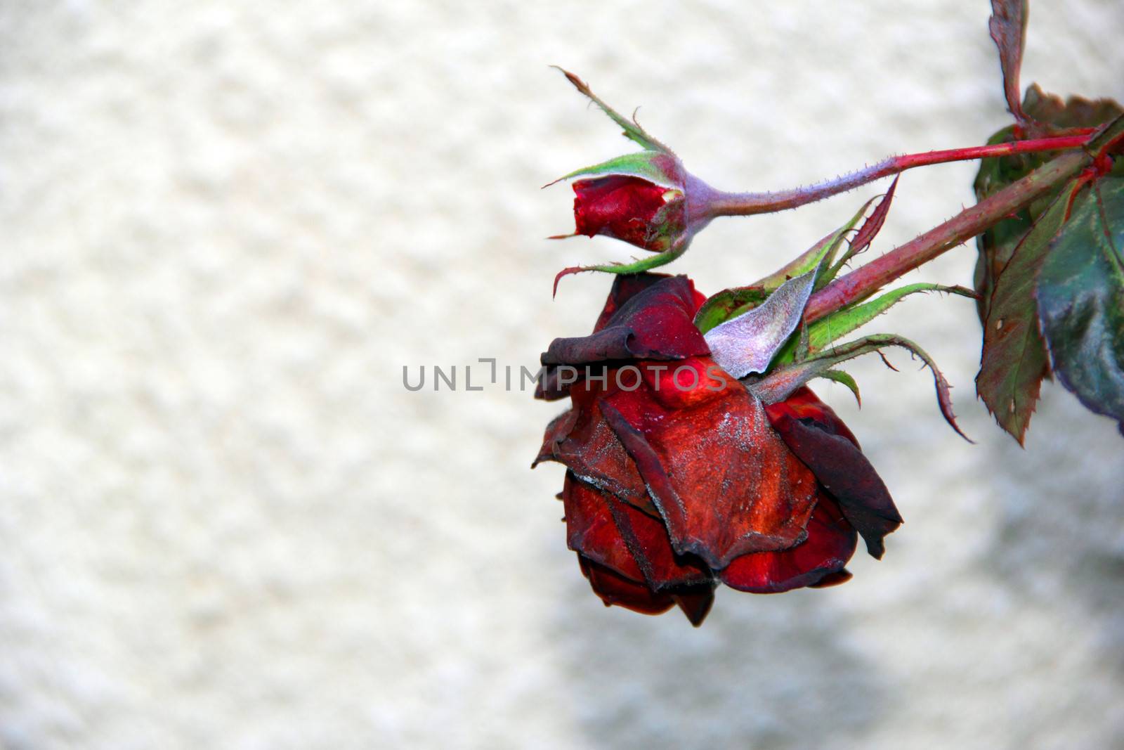 red rose is wilting in autumn