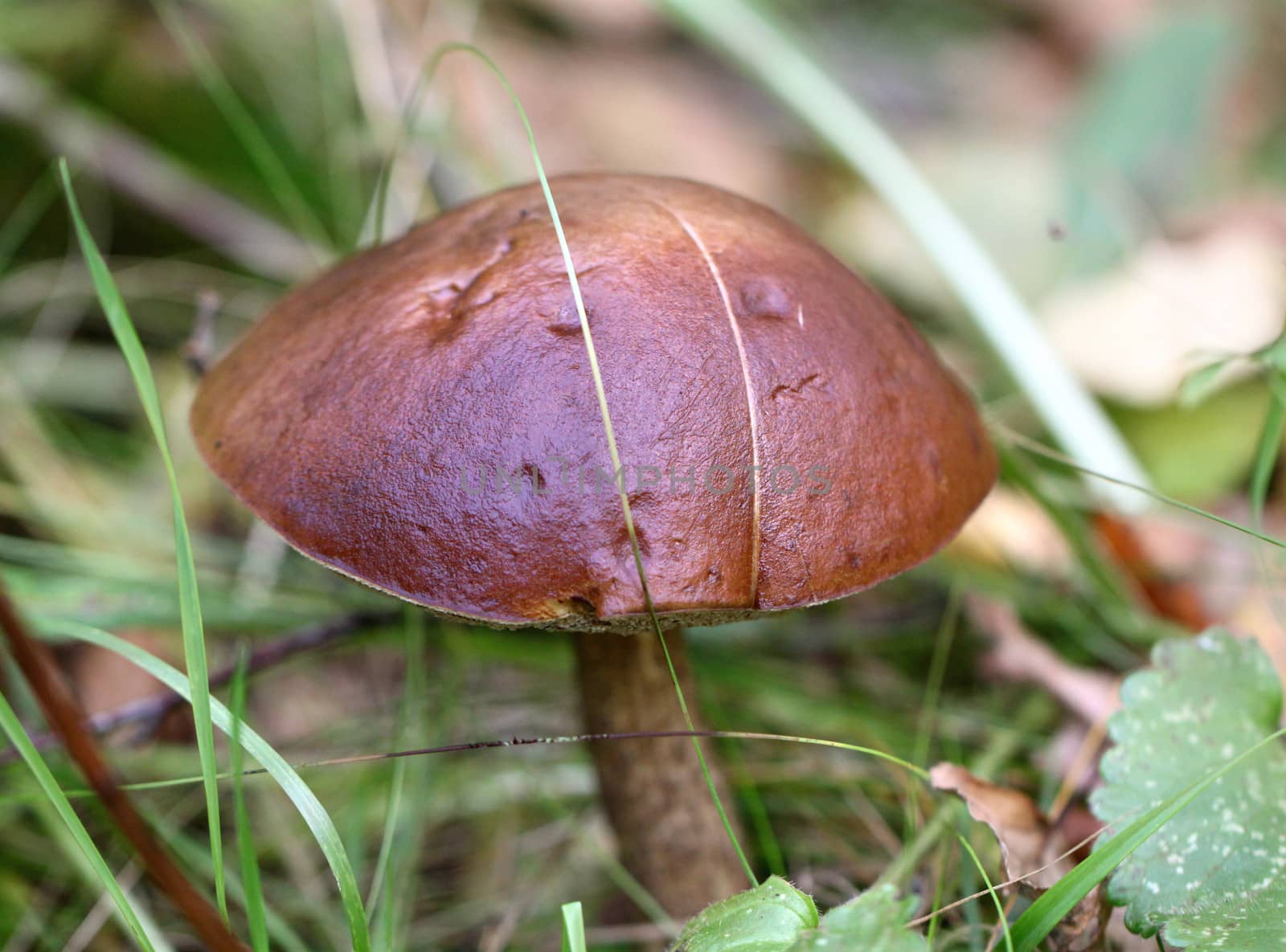 Brown cap boletus mushroom in the forest