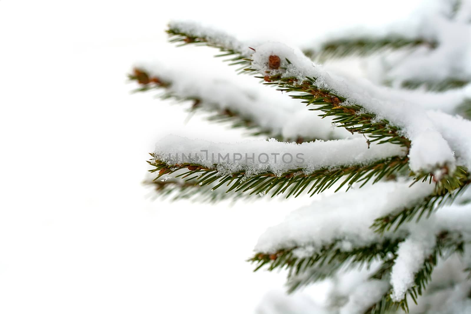 fir branch in snow isolated on white background