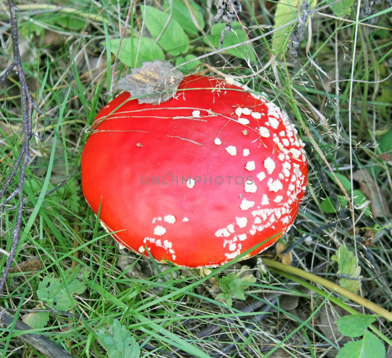 Big red fly agaric