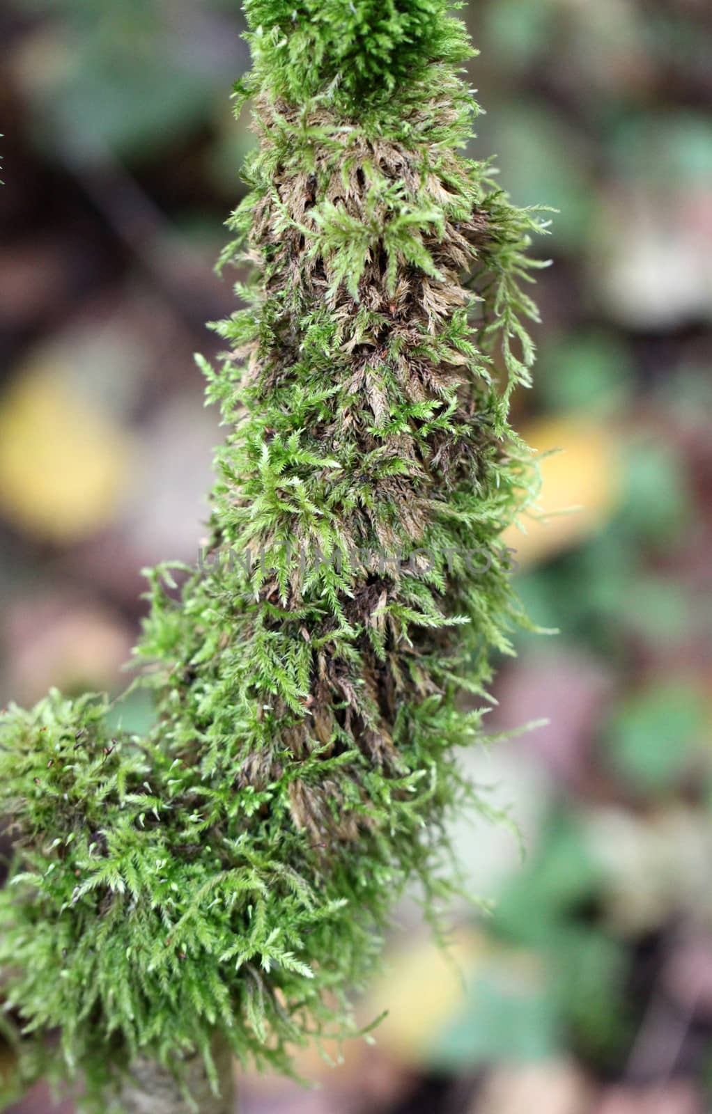 Branch covered with green moss