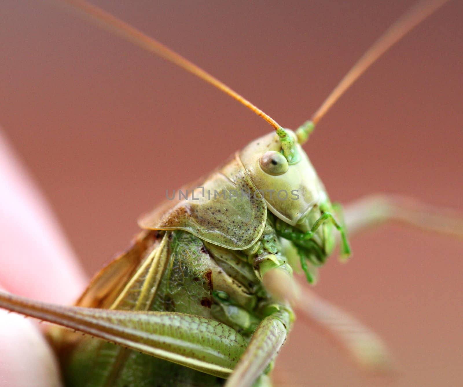 Portrait of a big green locust in the hands