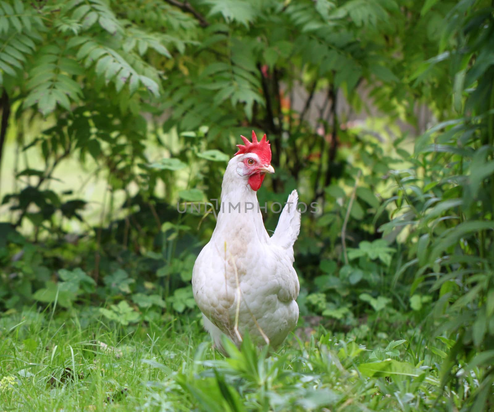 White chicken walking on green field