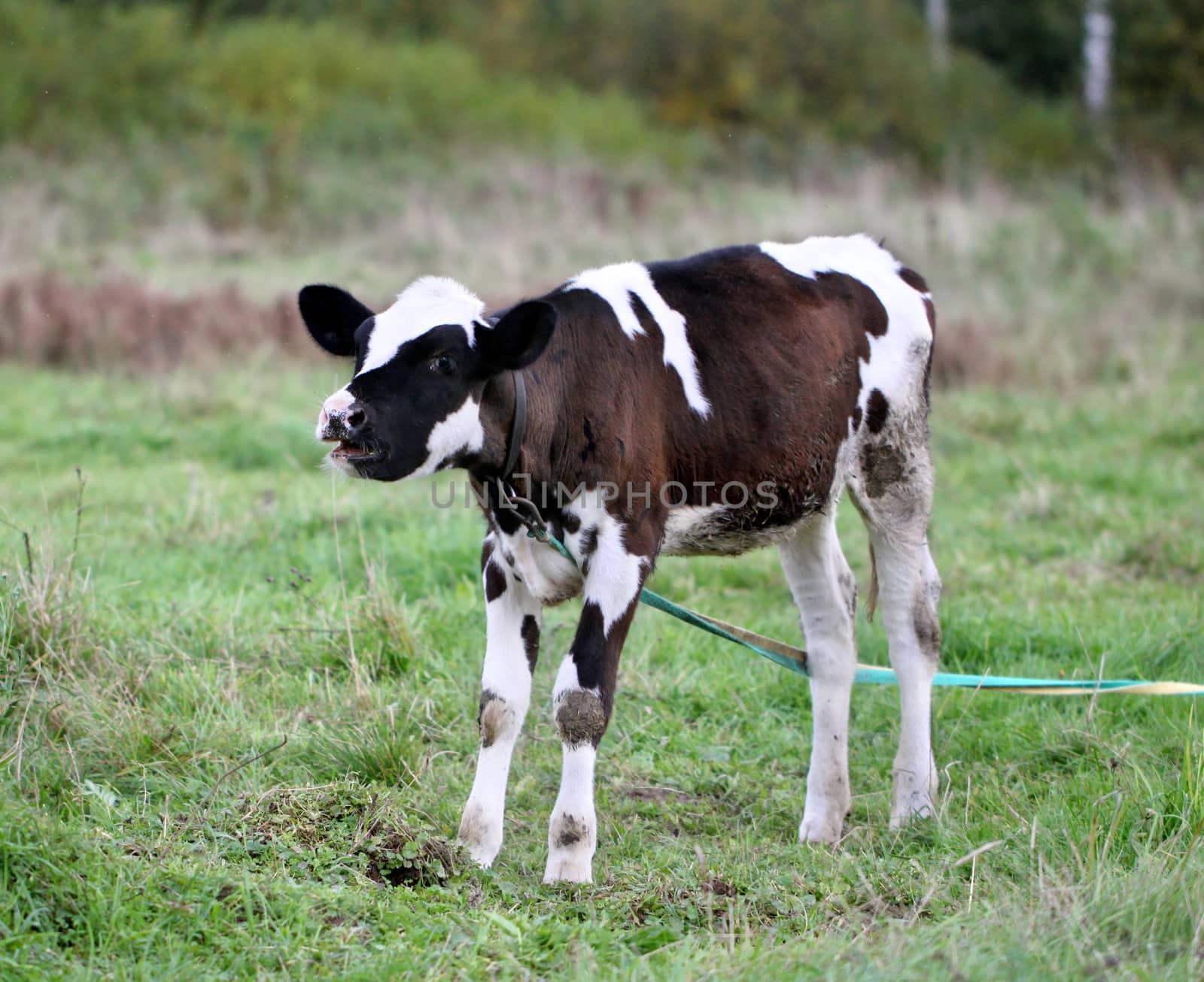 Young bull in a field on a leash