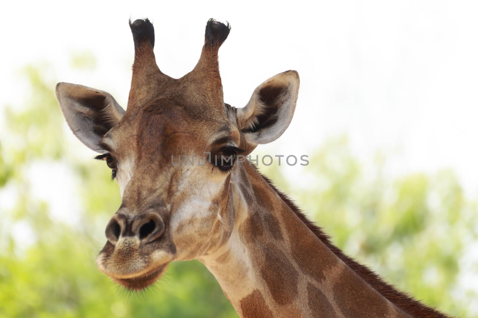 Giraffe; Scientific Name : Giraffa camelopardalis, is an animal , a mammal in the family Giraffidae ruminant is an animal that has featured a high neck and long legs with his first pair with yellow and brown stripes