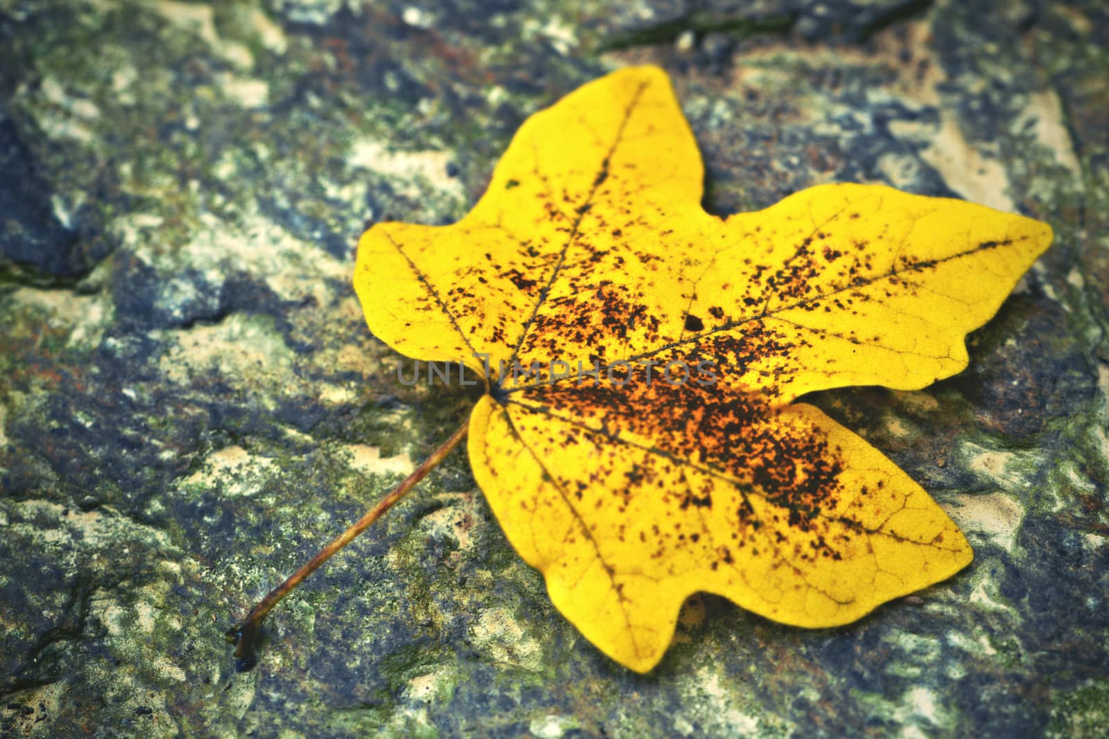 tree leaf on stones by Ahojdoma