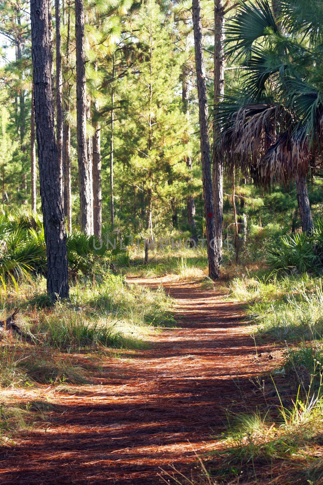 A trail carpeted with pine needles winds it way through a southern pine forest.