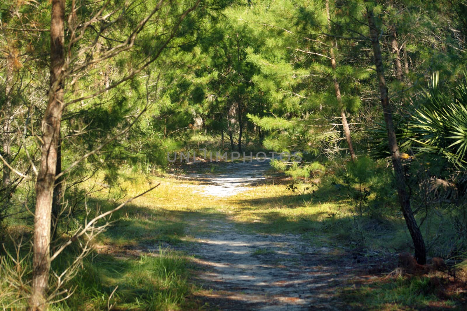 A sandy trail winds it way through a southern pine forest.