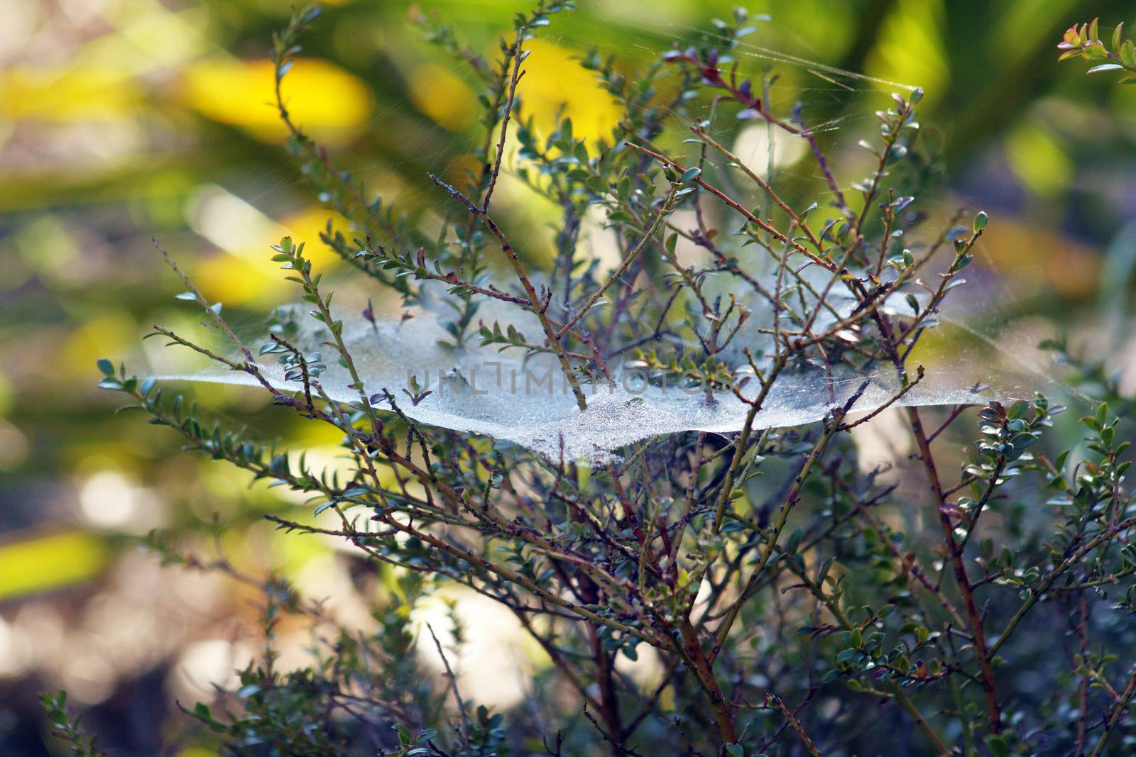 A spider web outdoors, covered with morning dew.