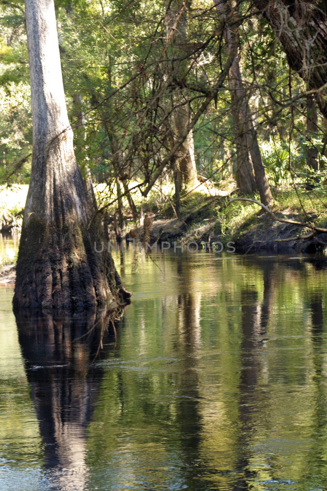 A large cypress tree rises from a small river in a tropical forest.