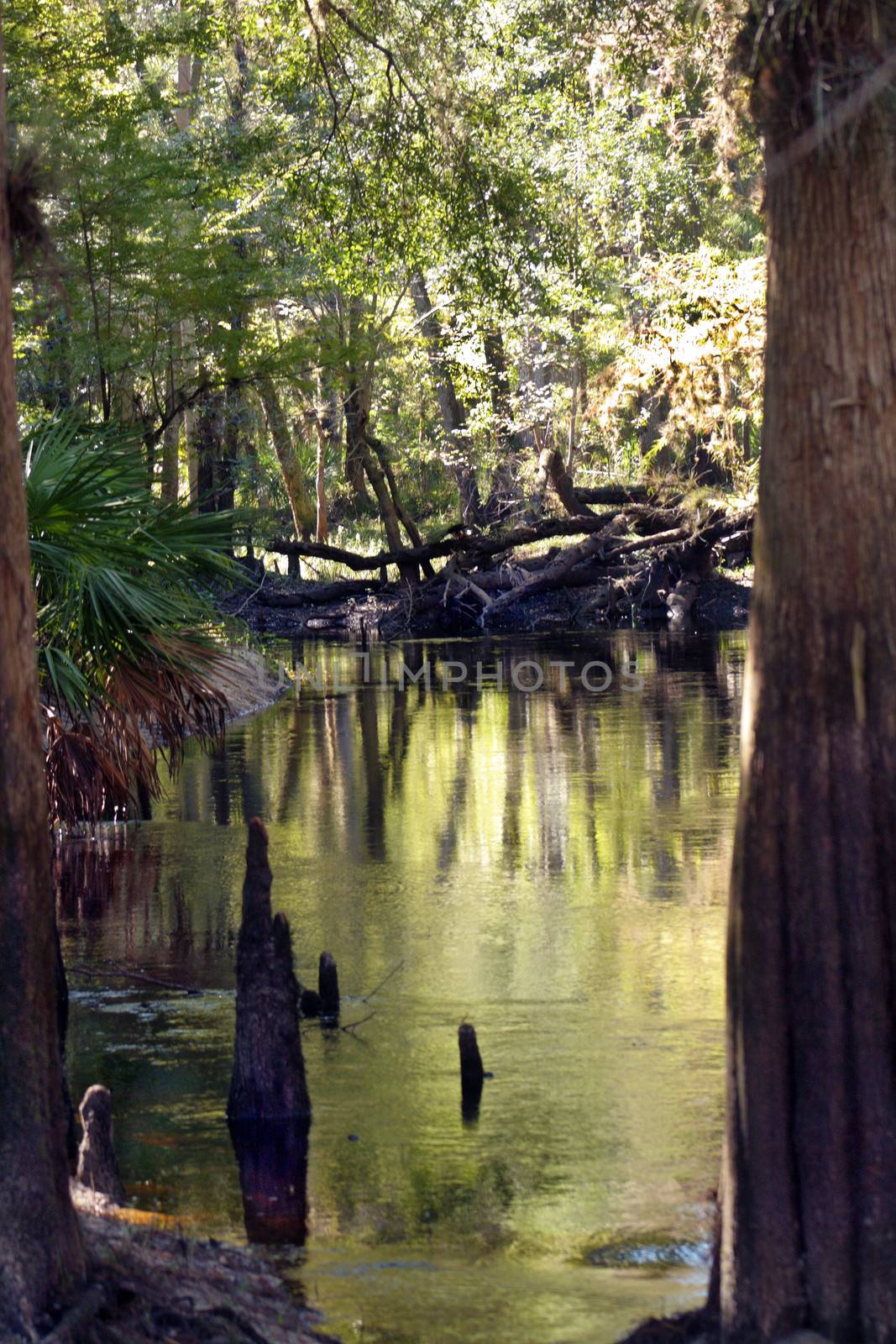 Cypress "knees" in a small tropical river.