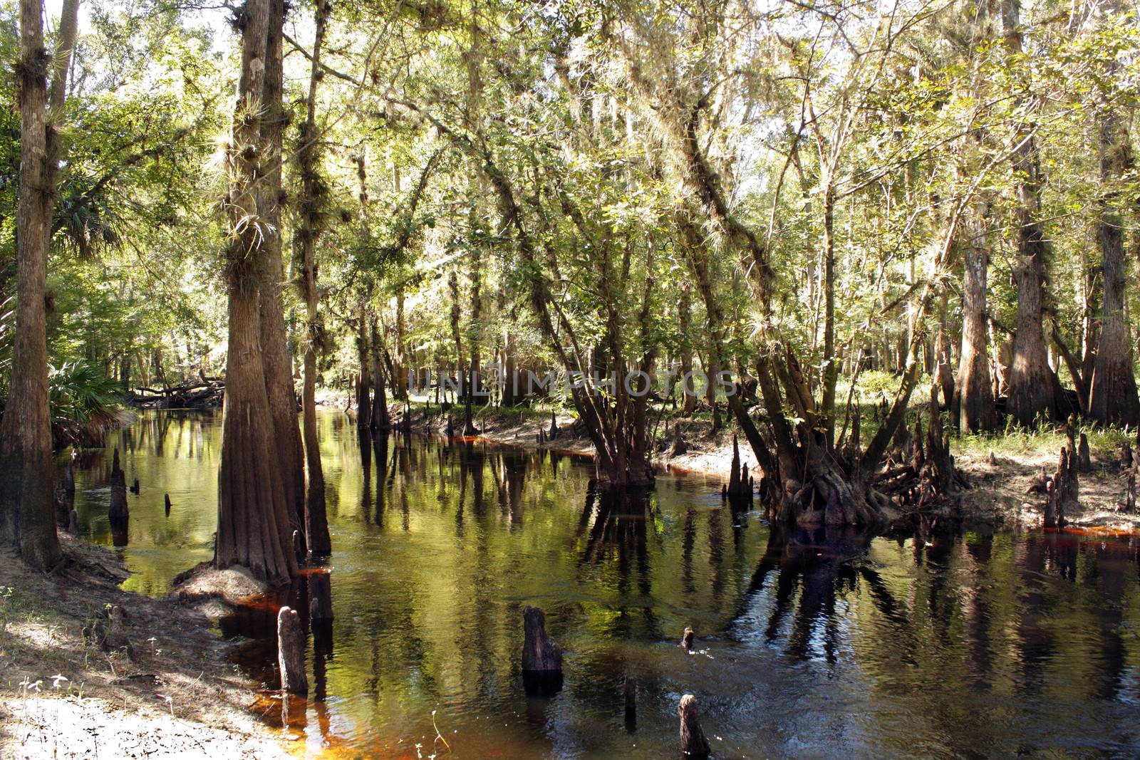 Cypress "knees" in a small tropical river.