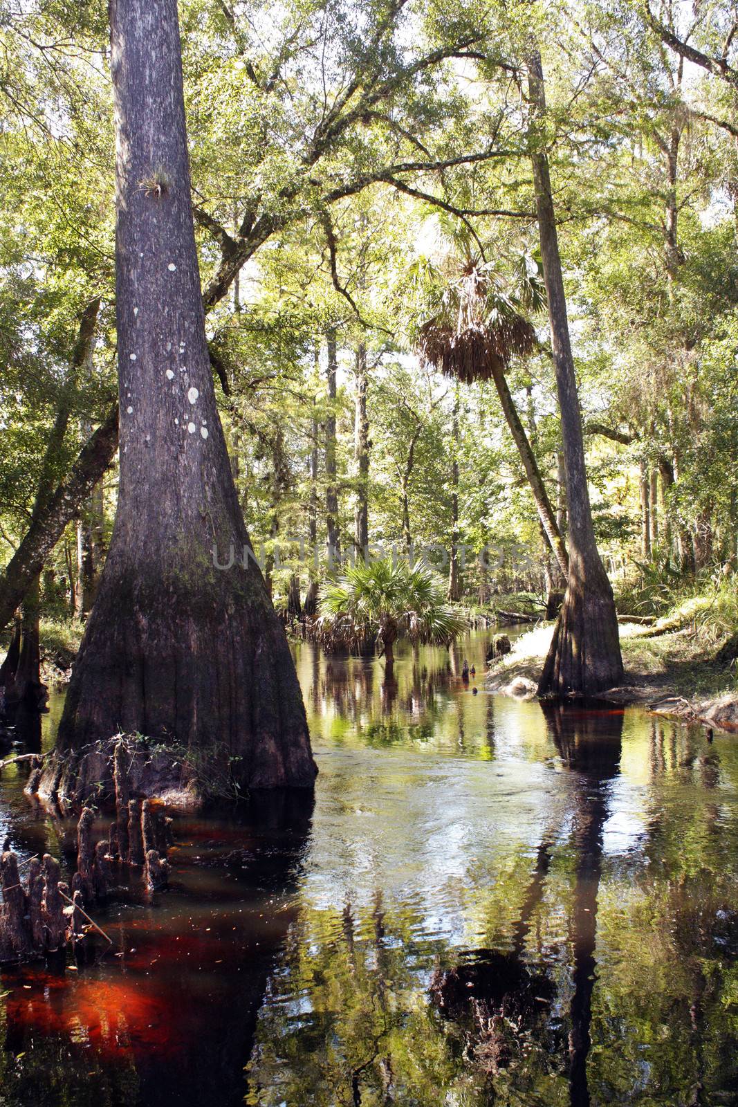 A large cypress tree rises from a small river in a tropical forest. The sun highlights the tannic acid in the water at the base of the tree, which comes from the surrounding vegetation.