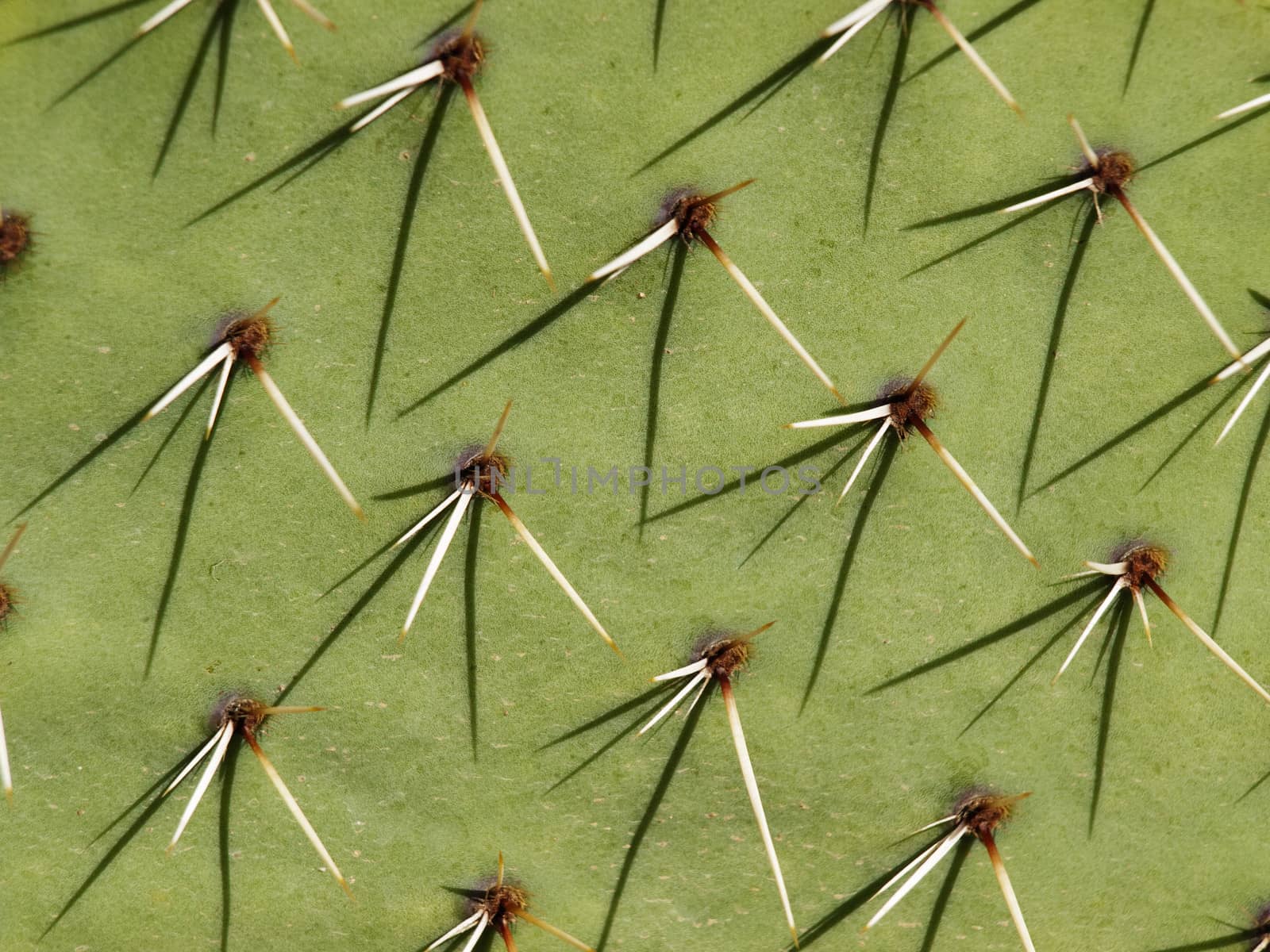 Photo of Green Cactus Plant Background