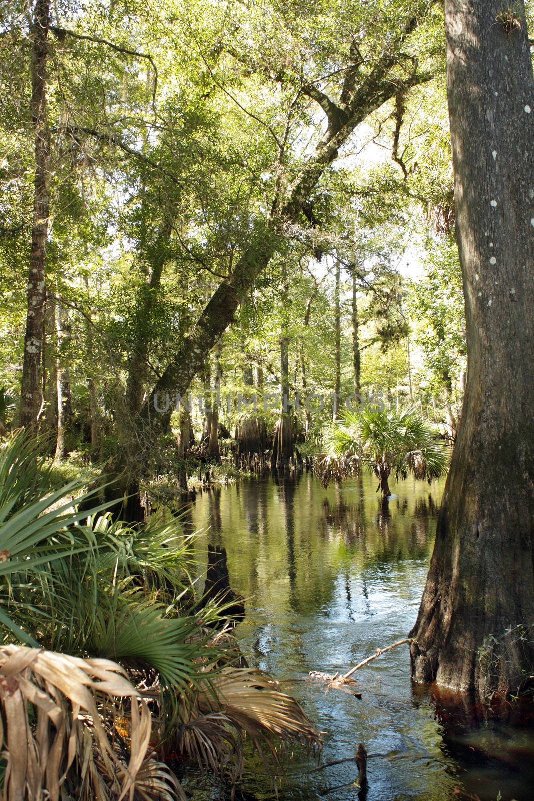 Cypress Knees in a Tropical River (6) by csproductions