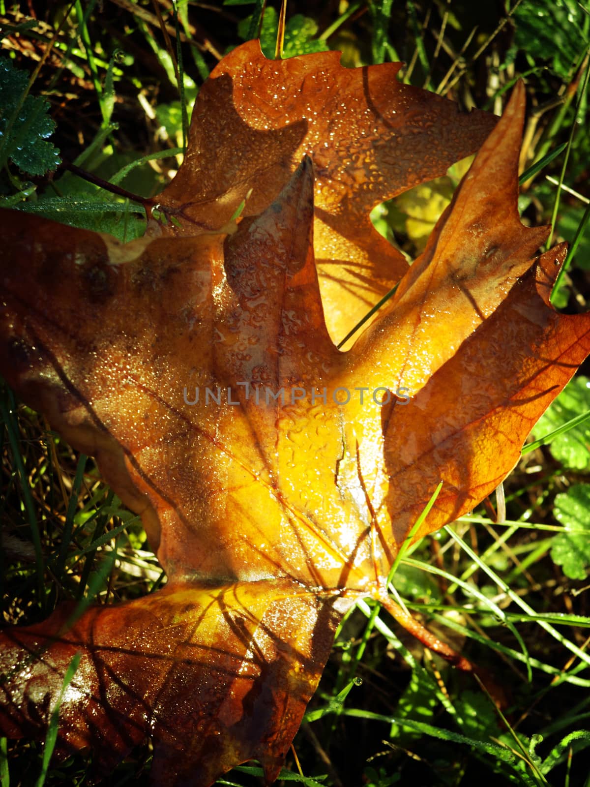Orange Autumn Wet Maple Leaf 