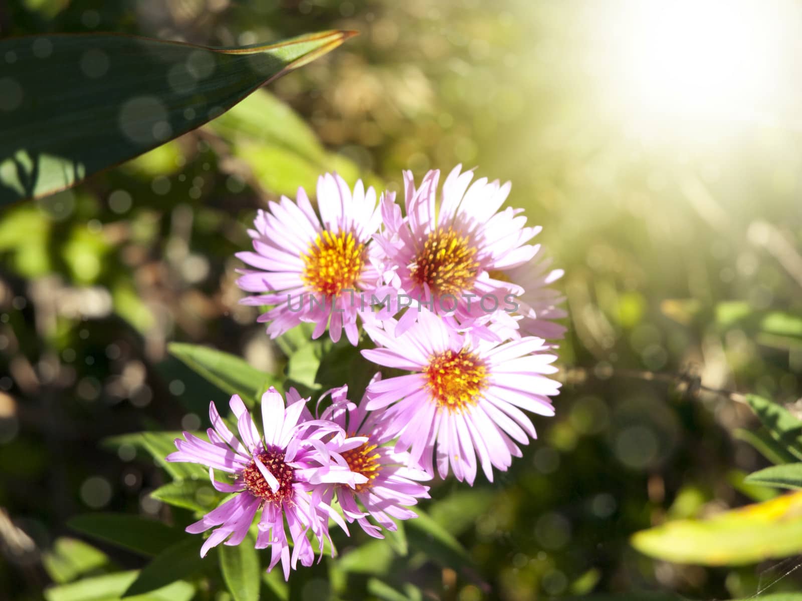 Pink Daisy Flower Over Green Background
