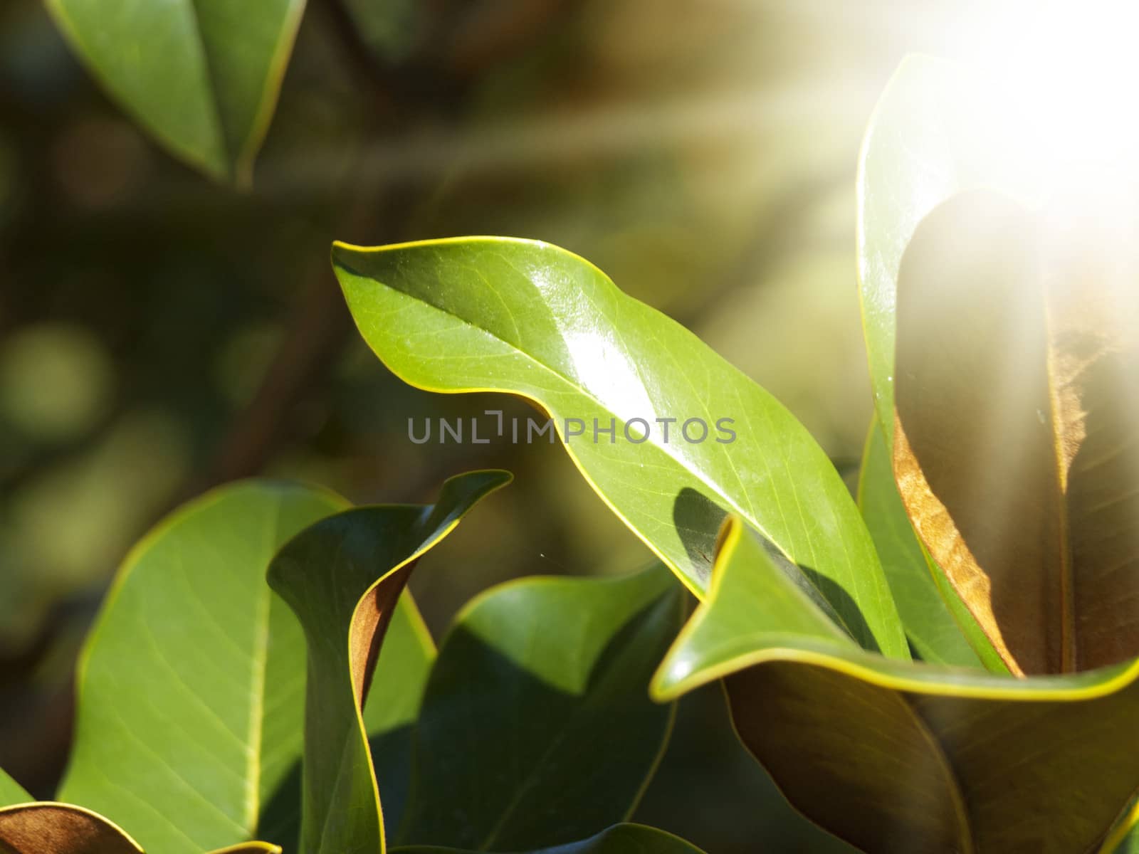Magnolia Green Leaves Over Sunny Background