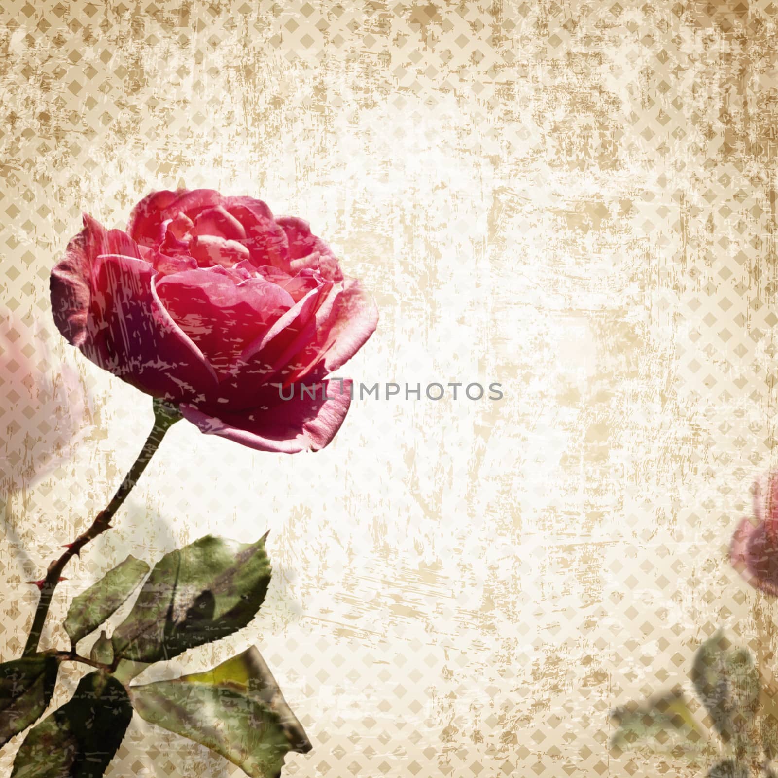 Pink Rose Over Vintage Background