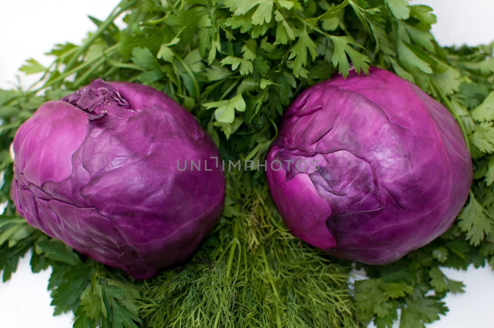 Freshly cut  Red cabbage , parsley , dill , cilantro isolated on white .