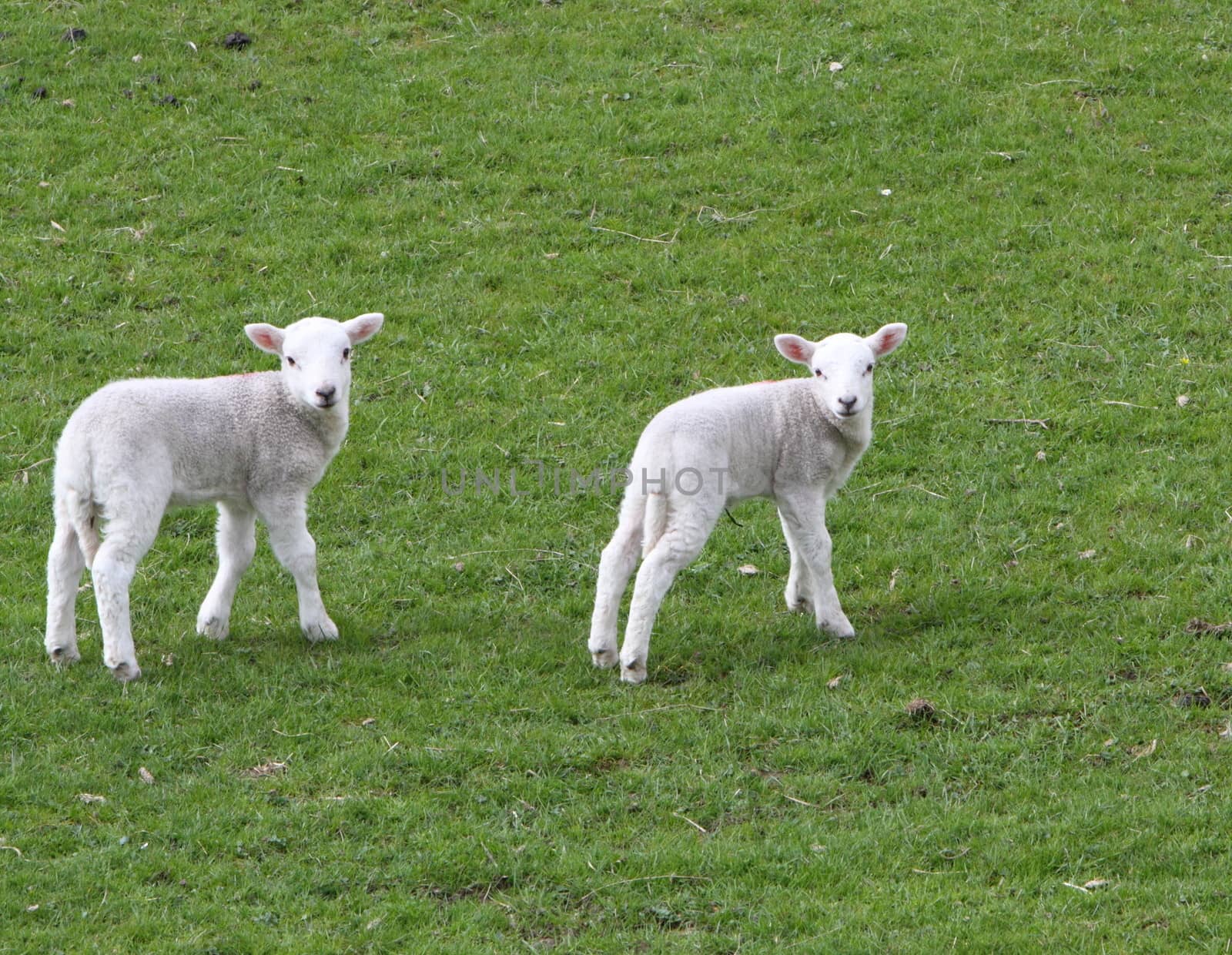 Lambs