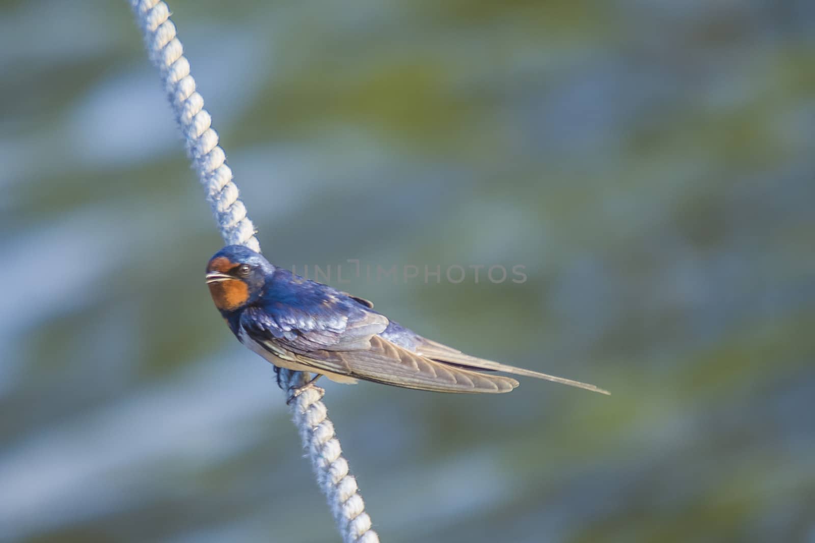 The picture of Barn Swallow, Hirundo rustica is shot by the Tista River in Halden, Norway.