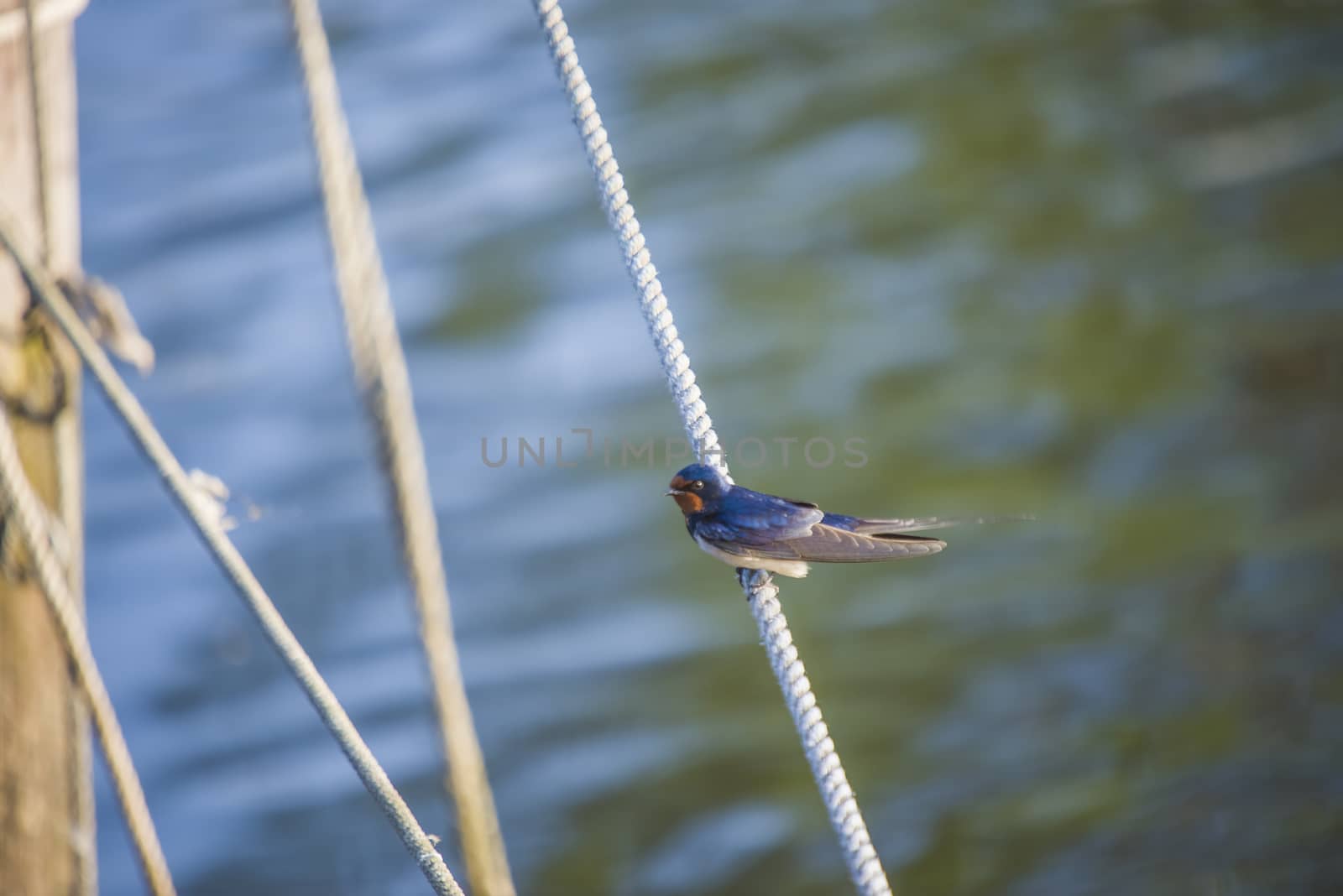 The picture of Barn Swallow, Hirundo rustica is shot by the Tista River in Halden, Norway.