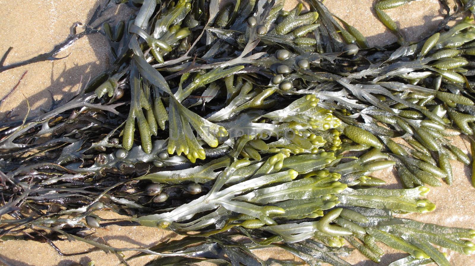 seaweed