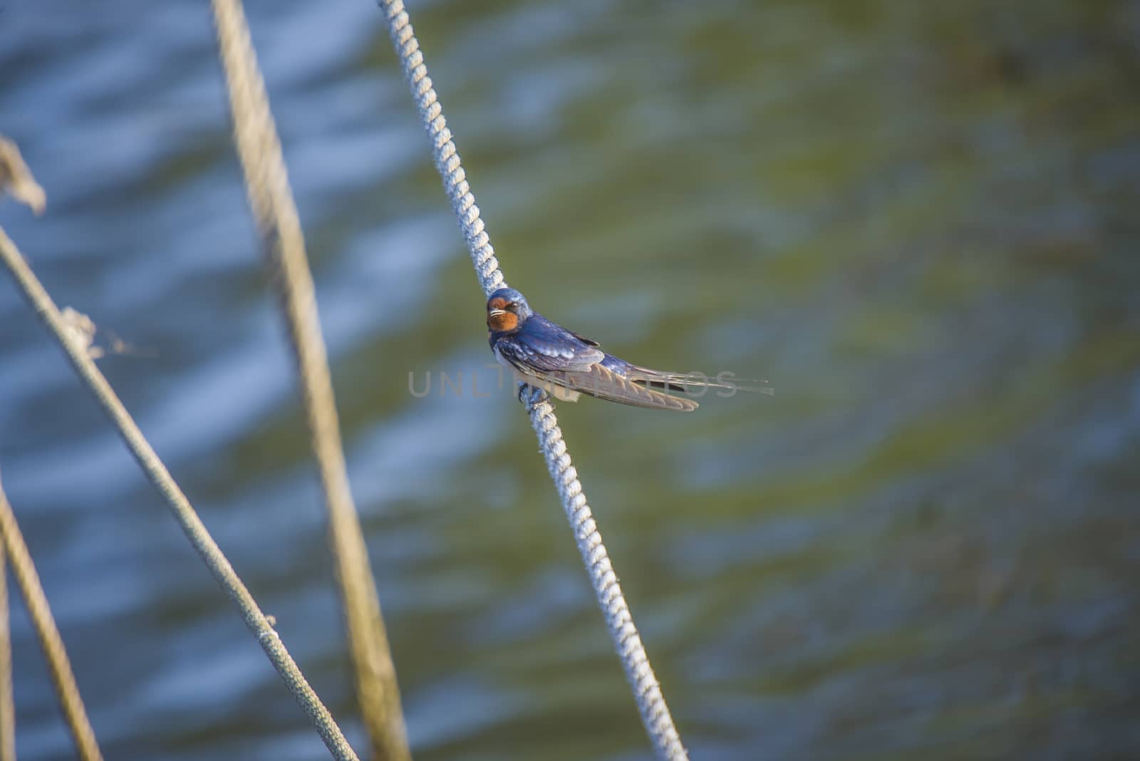 The picture of Barn Swallow, Hirundo rustica is shot by the Tista River in Halden, Norway.