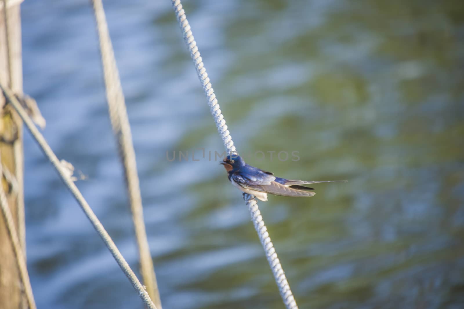 The picture of Barn Swallow, Hirundo rustica is shot by the Tista River in Halden, Norway.