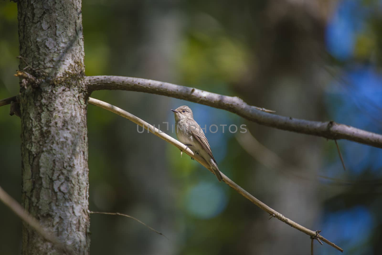 The image of the Eurasian Skylark is shot in Refne forest in Halden, Norway