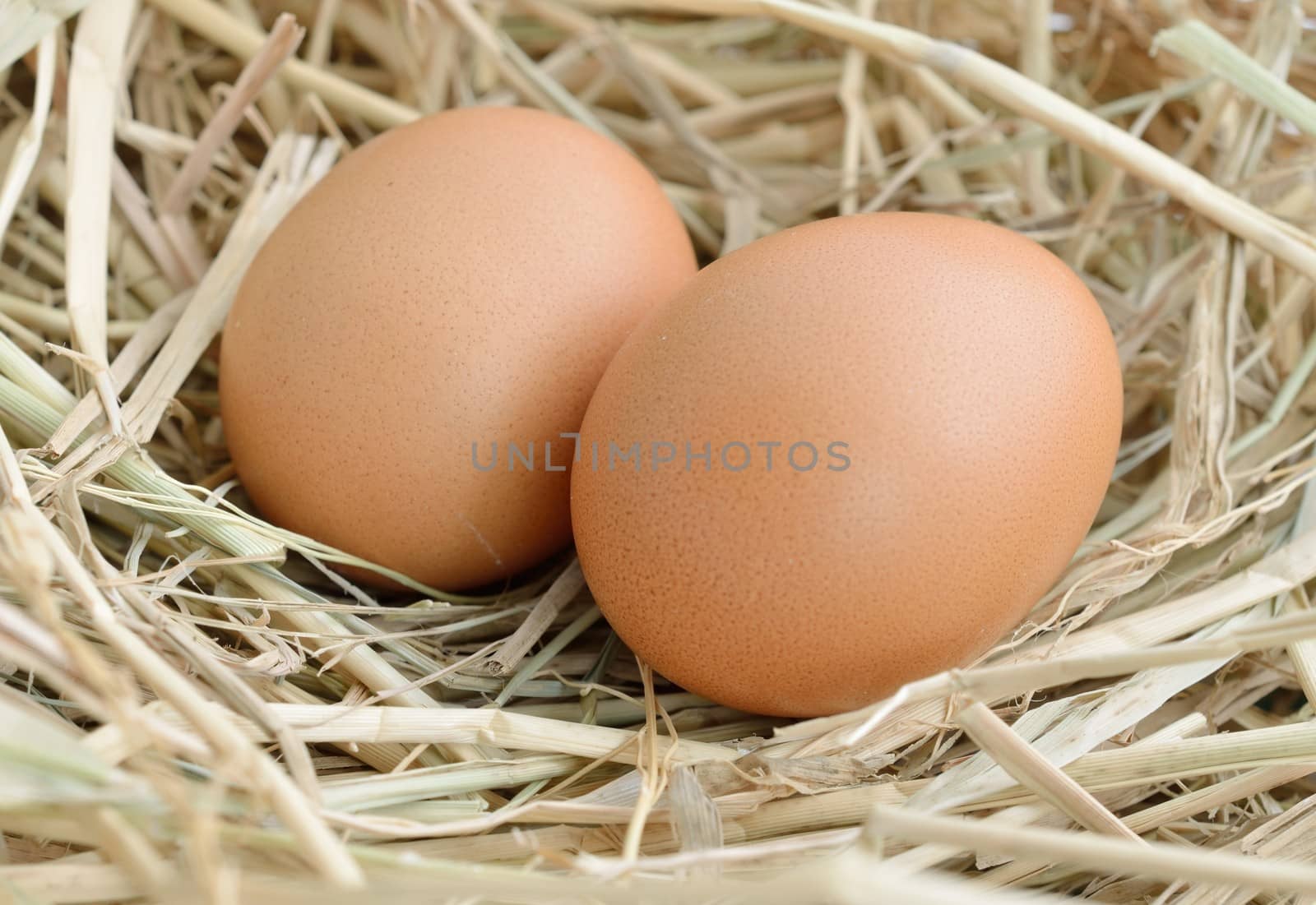 eggs in nest at chicken farm