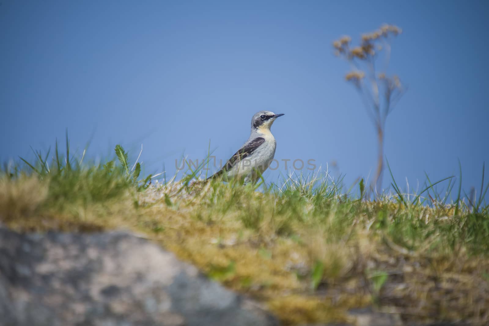 The image of wheatear, Oenanthe Oenanthe is shot by the walls of Fredriksten fortress in Halden, Norway