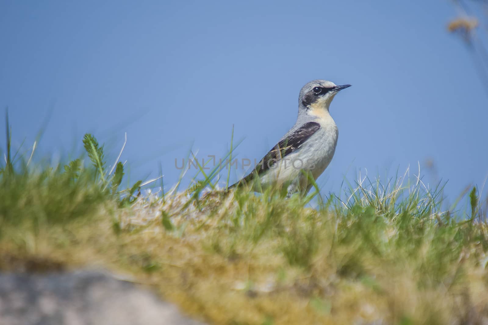 The image of wheatear, Oenanthe Oenanthe is shot by the walls of Fredriksten fortress in Halden, Norway