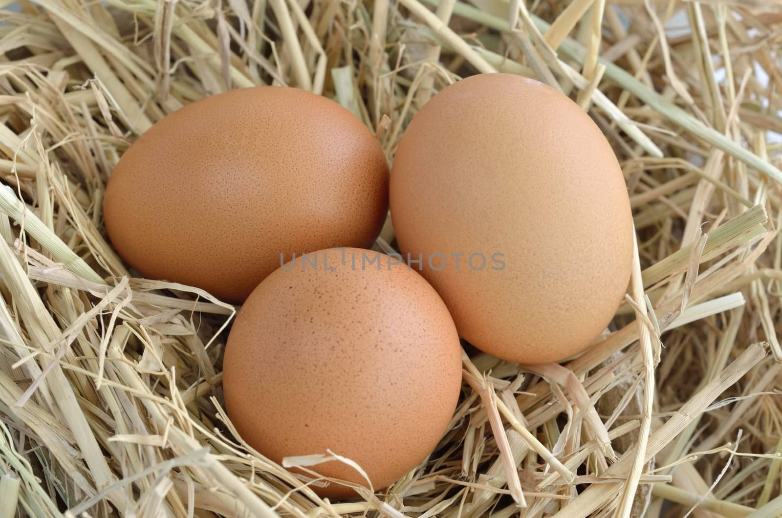 eggs in nest at chicken farm