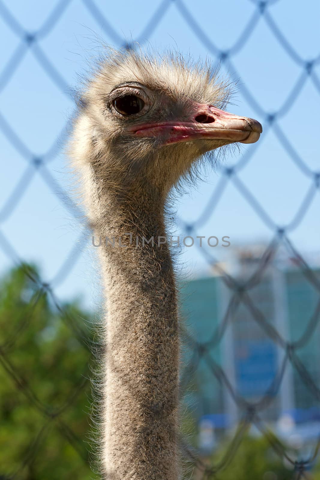 Ostrich head on  long neck in  zoo, Russia.