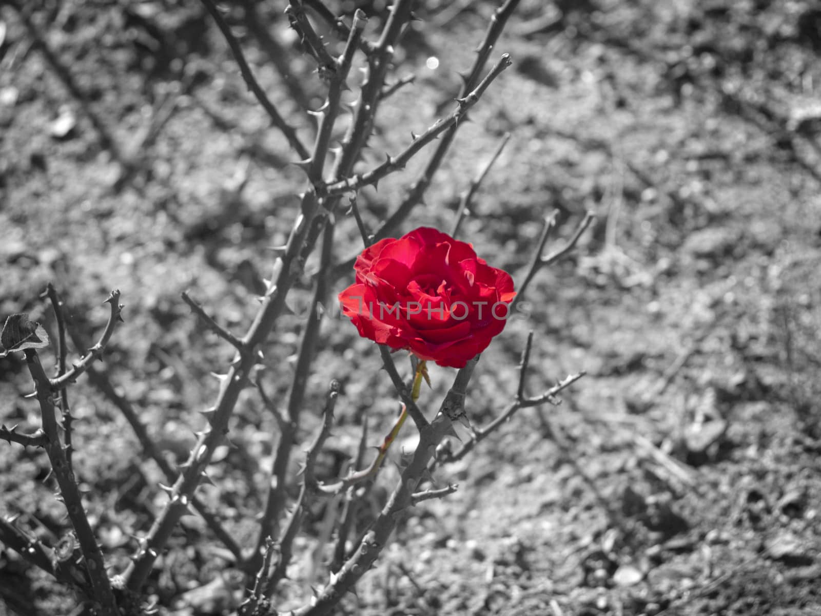 Contrast Red Rose Over Desaturated Background