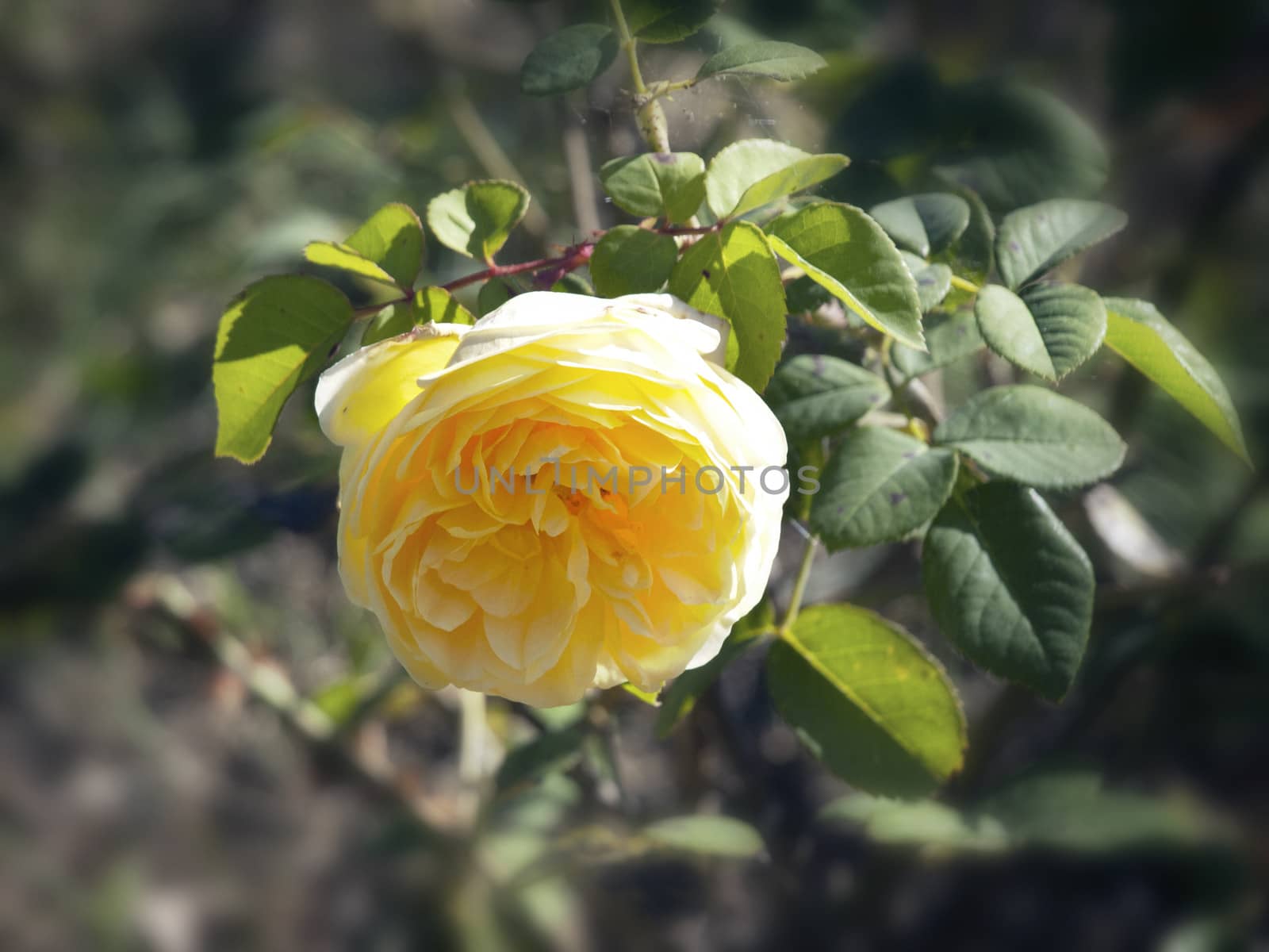 Single Yellow Rose in The Garden