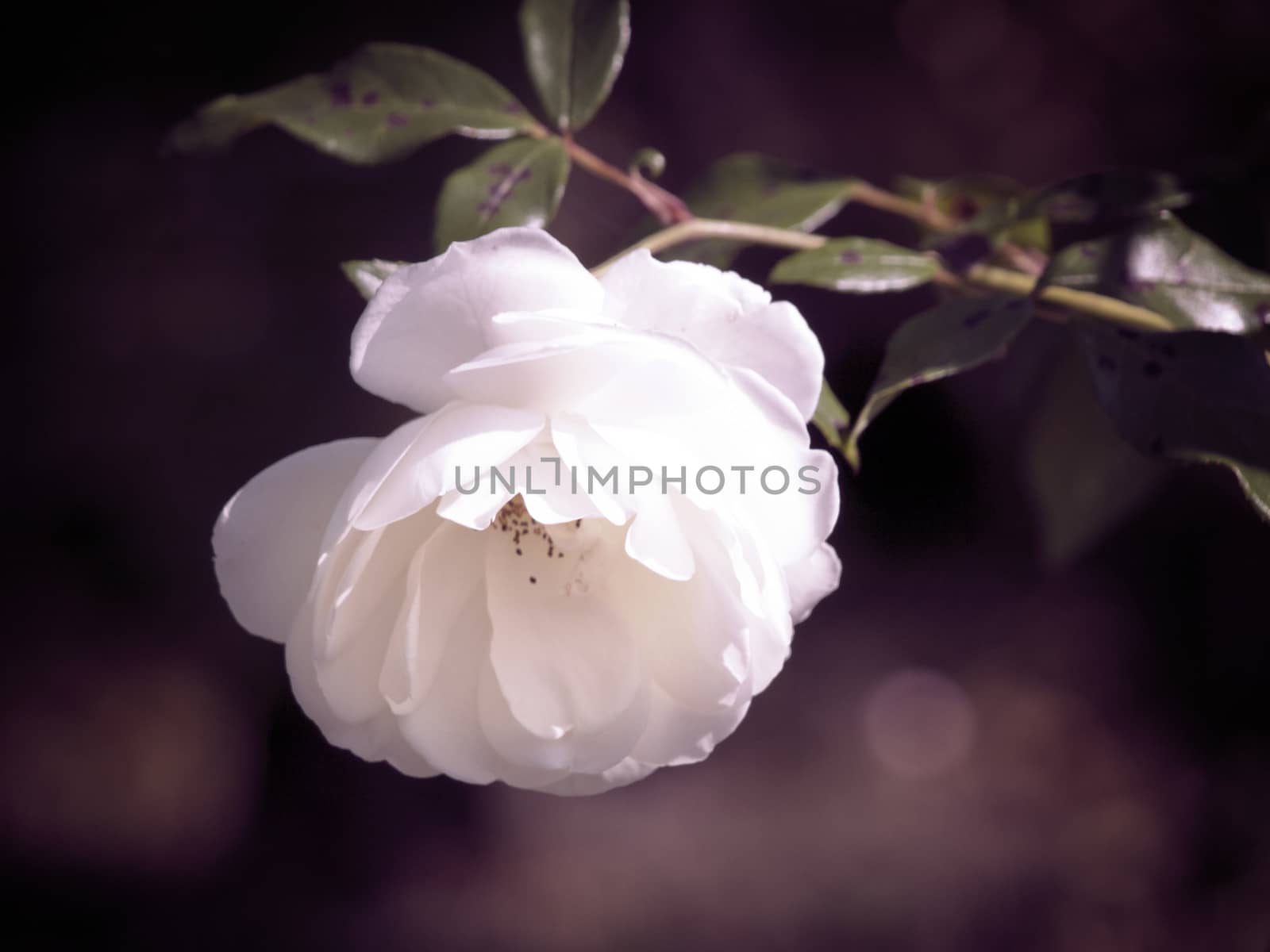 Single White Rose in The Garden