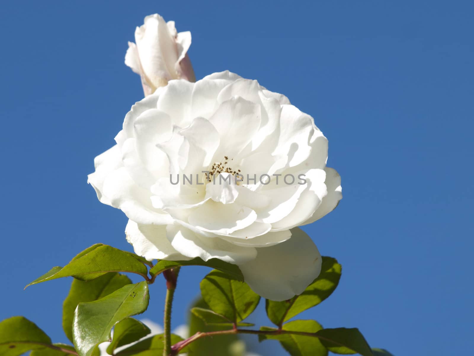Single White Rose Over Blue Sky