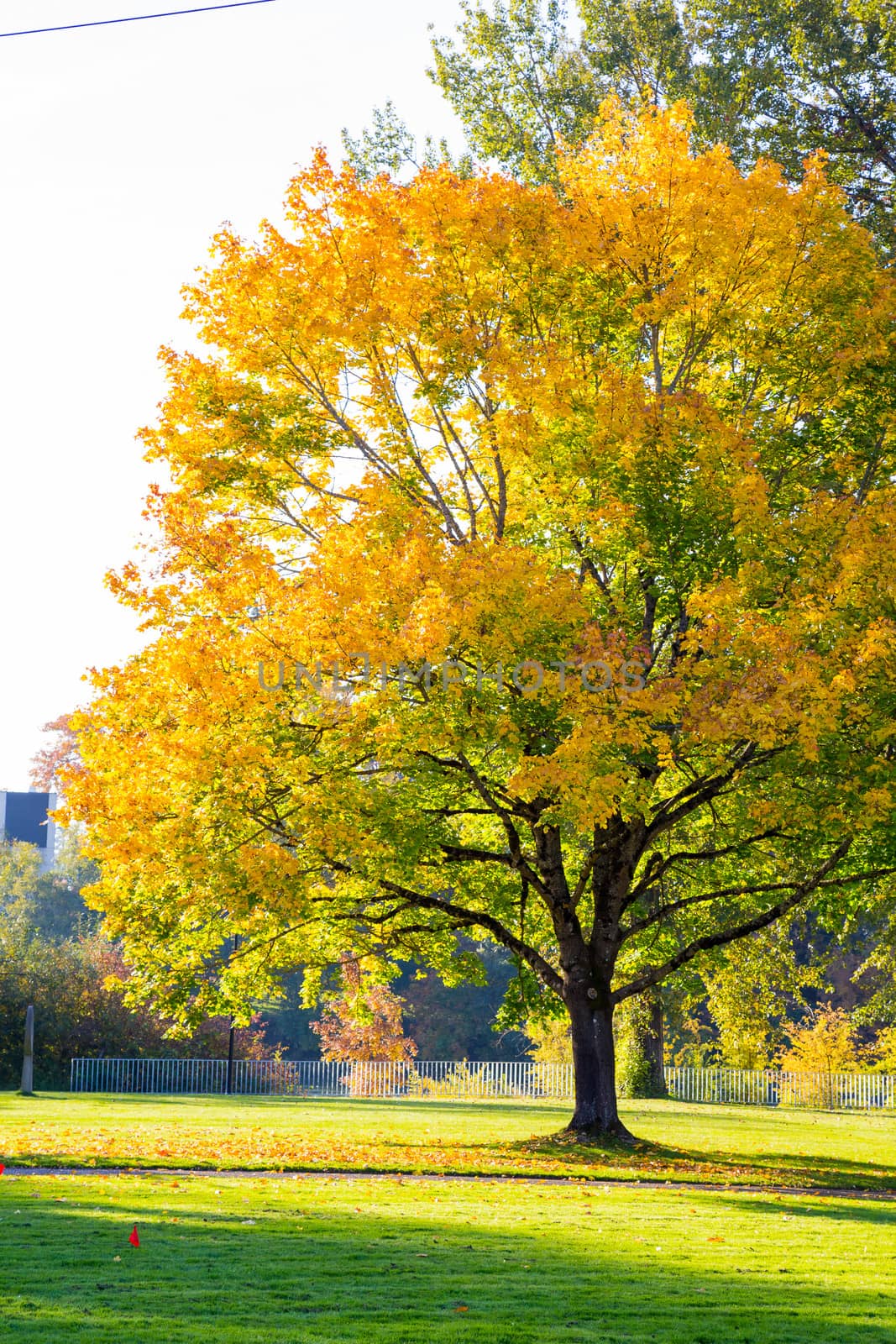 A tree has leaves changing colors with yellow and green and orange before they fall off in autumn.