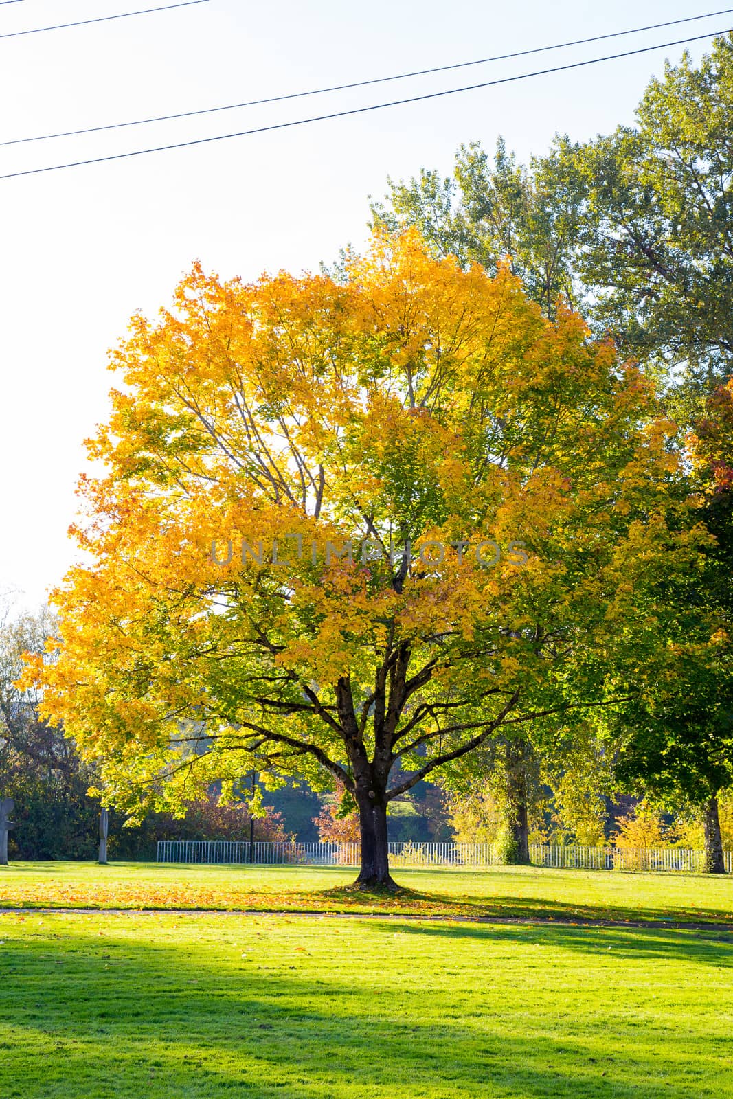 Beautiful Fall Tree Leaves by joshuaraineyphotography
