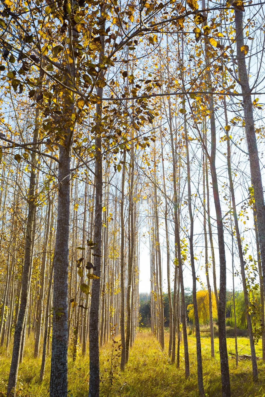 Fall Colors Tree Farm by joshuaraineyphotography