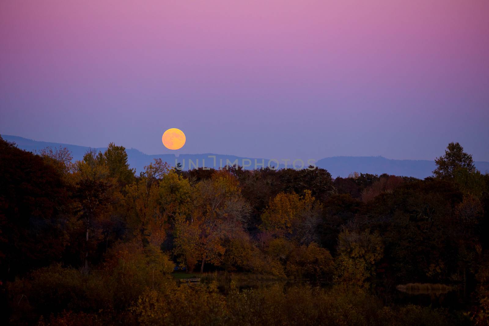 Suring autumn this harvest moon rise over fall leaves color and trees is photographed from far away to show the color and sky along with the landscape.