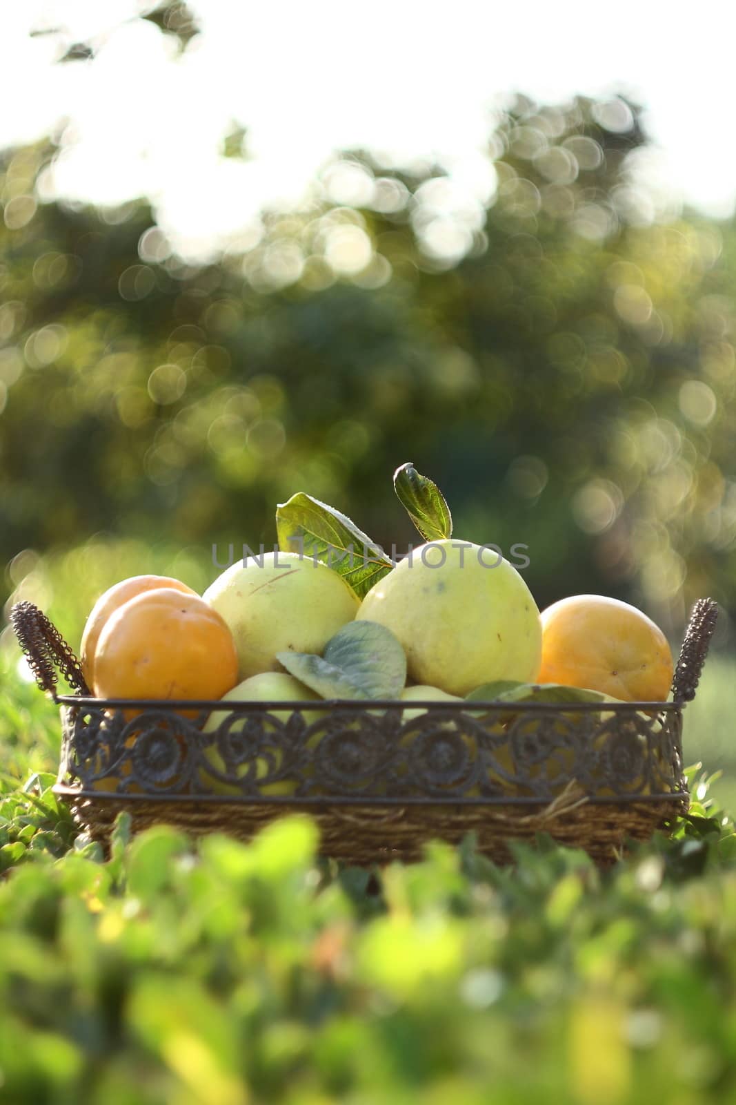 natural fruits in basket with leaf in garden