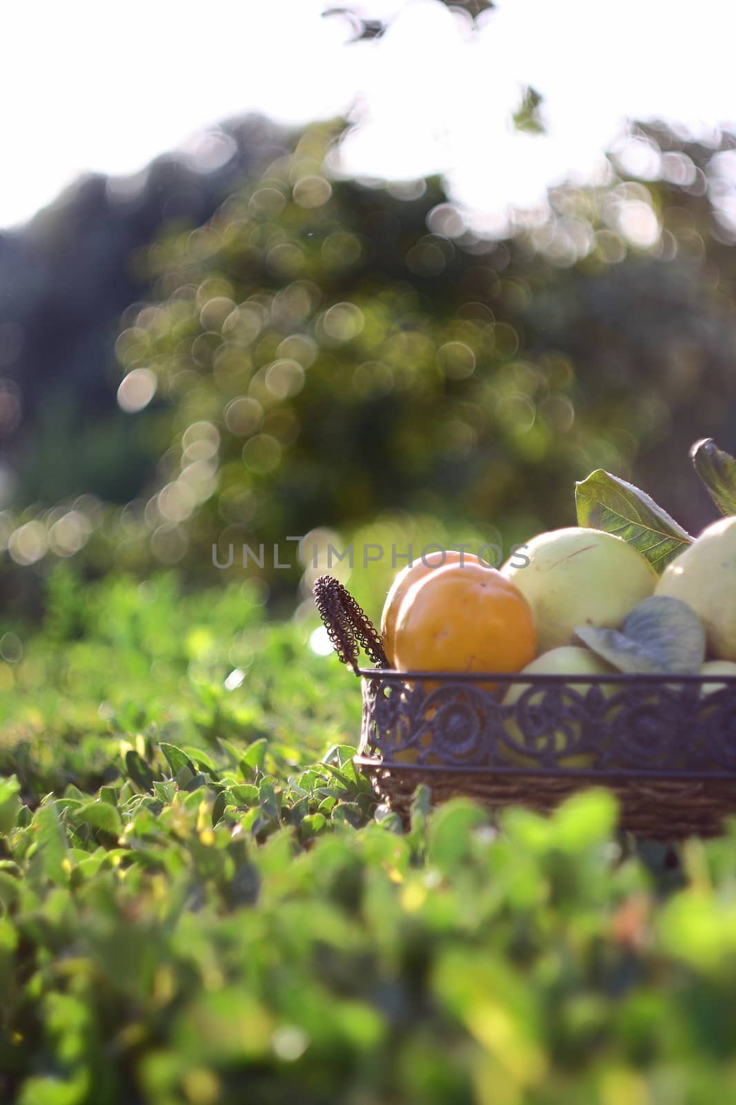 natural fruits in basket with leaf in garden