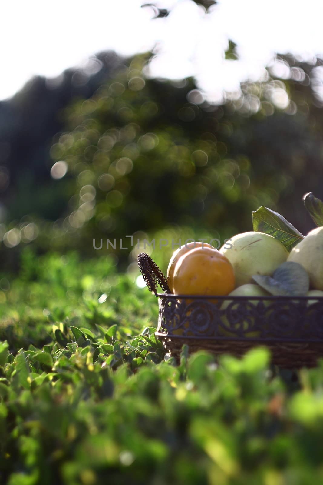 natural fruits in basket with leaf in garden