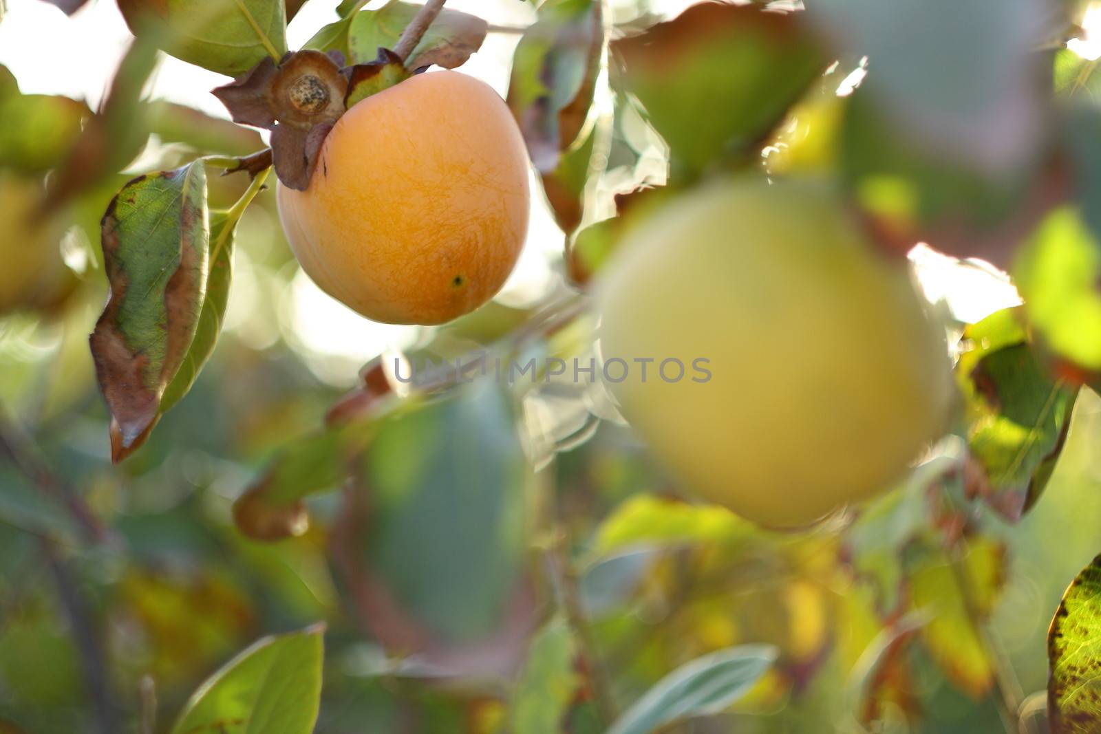 fresh persimmons on  tree in autumn